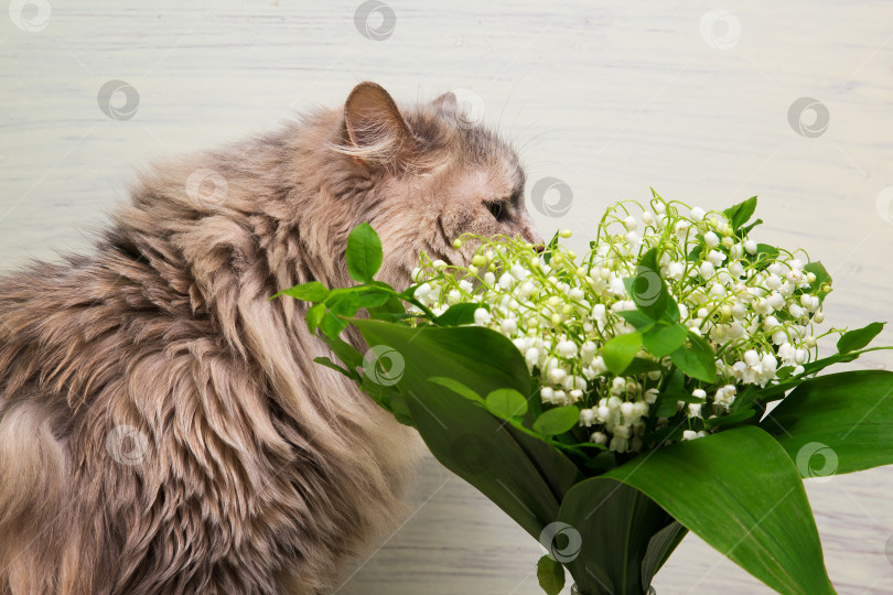 Скачать кошка и ландыш фотосток Ozero