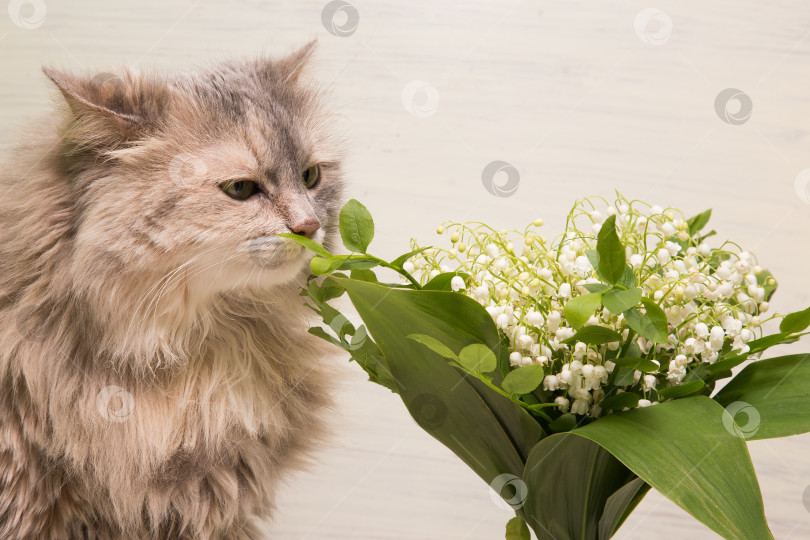 Скачать Молодая кошечка, нюхающая свежие белые цветы в вазе на белом фоне. Полосатая кошечка и весенние цветы. фотосток Ozero