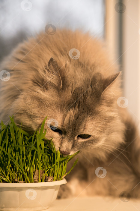 Скачать Домашняя трава, кошачья трава. Кошка ест кошачью траву. фотосток Ozero