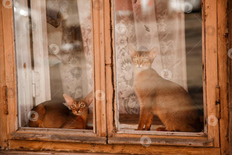Скачать Красивые котята на витрине. фотосток Ozero