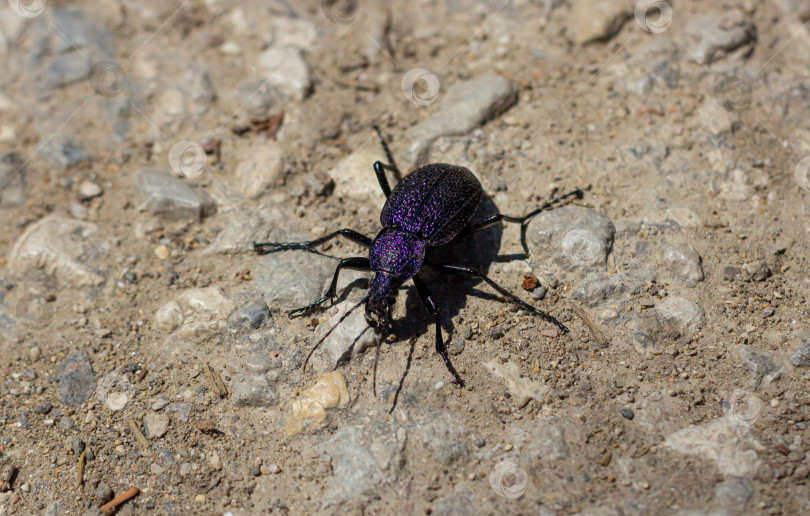 Скачать Carabus scabrosus caucasicus, общее название - огромная фиолетовая жужелица, - это вид хищных жуков, питающихся наземными моллюсками, в основном сухопутными улитками. фотосток Ozero