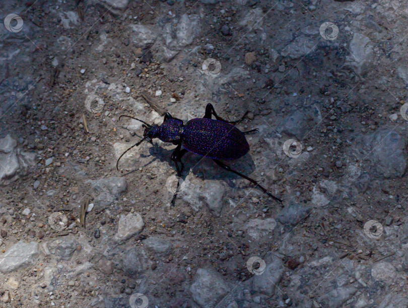 Скачать Carabus scabrosus caucasicus, общее название - огромная фиолетовая жужелица, - это вид хищных жуков, питающихся наземными моллюсками, в основном сухопутными улитками. фотосток Ozero