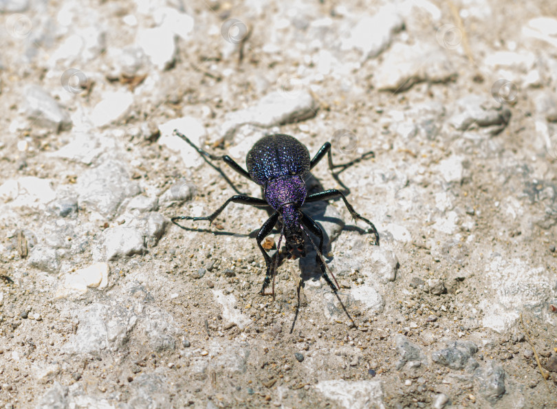 Скачать Carabus scabrosus caucasicus, общее название - огромная фиолетовая жужелица, - это вид хищных жуков, питающихся наземными моллюсками, в основном сухопутными улитками. фотосток Ozero