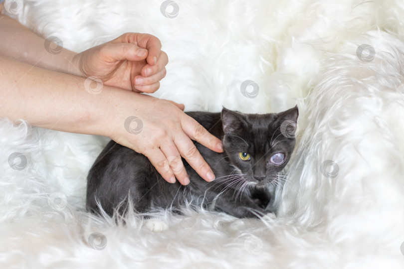 Скачать Человек нежно гладит прелестную черную кошку, лежащую на белом одеяле фотосток Ozero