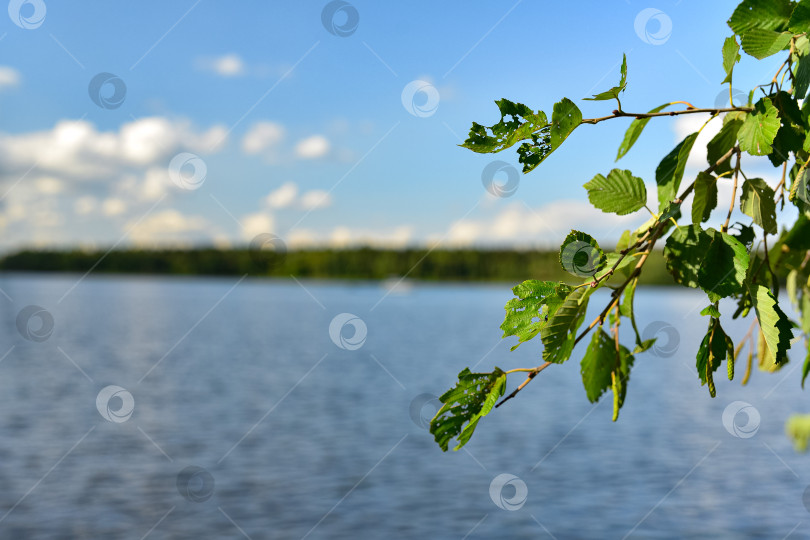 Скачать Крупным планом ветка дерева над тихим озером. фотосток Ozero