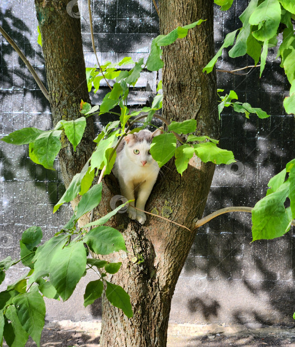 Скачать дворовый котик фотосток Ozero