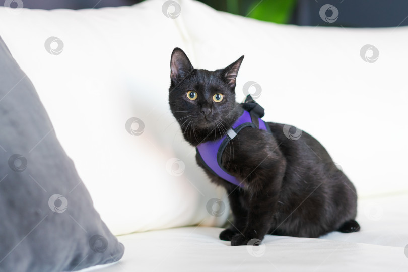 Скачать Нарисуйте обычную европейскую черную кошку с зелеными глазами на фоне белого дивана. Атмосфера ужасов и концепция Хэллоуина. Посмотрите на глаза пантеры и ведьмы. УДАЧИ И ПЕРЕКЛЮЧАЙТЕСЬ фотосток Ozero