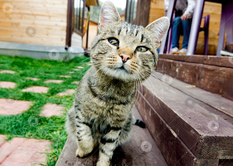 Скачать Любопытный полосатый дружелюбный бродячий кот на деревянных ступеньках на открытом воздухе фотосток Ozero