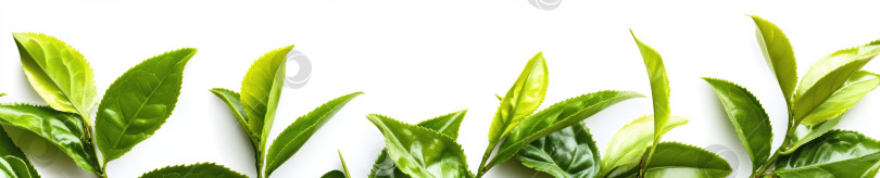 Скачать Ультрареалистичные листья зеленого чая, демонстрирующие пышную ботаническую элегантность фотосток Ozero