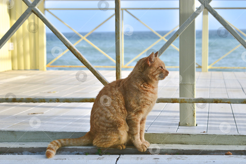 Скачать Рыжий кот у моря фотосток Ozero