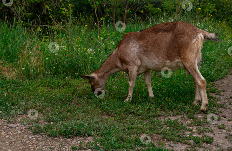 Скачать Самка белорогой козы , сельский пейзаж крупным планом. фотосток Ozero