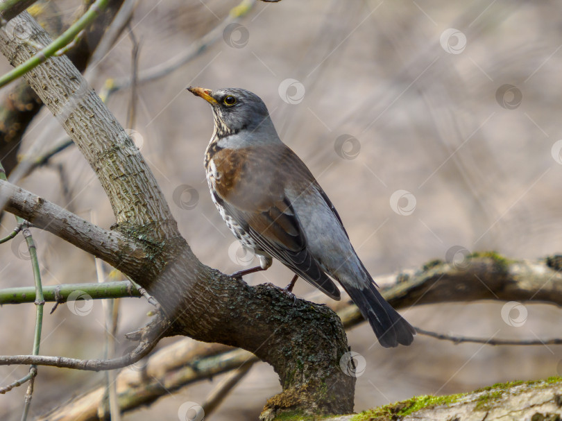 Скачать Полевка или Turdus pilaris, сидящая на ветке дерева фотосток Ozero