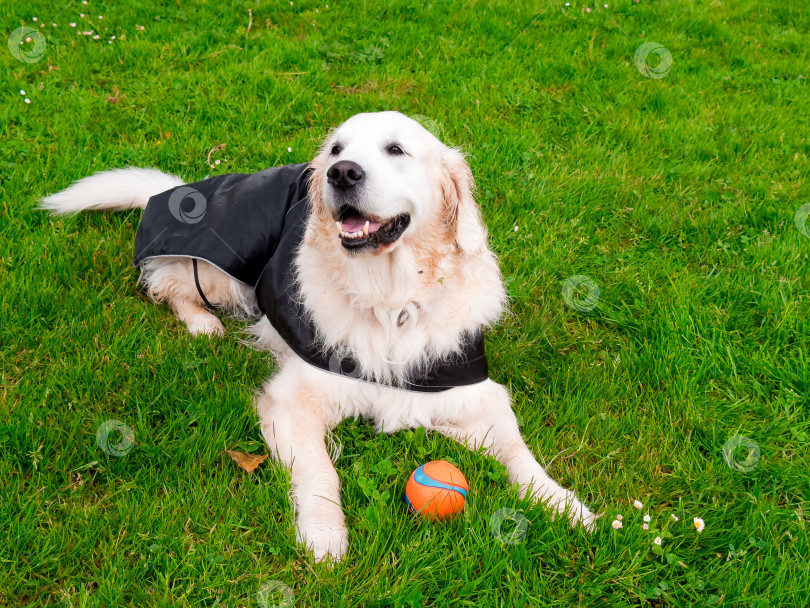 Скачать Золотистый ретривер в черной шерсти играет с оранжевым мячом на траве фотосток Ozero