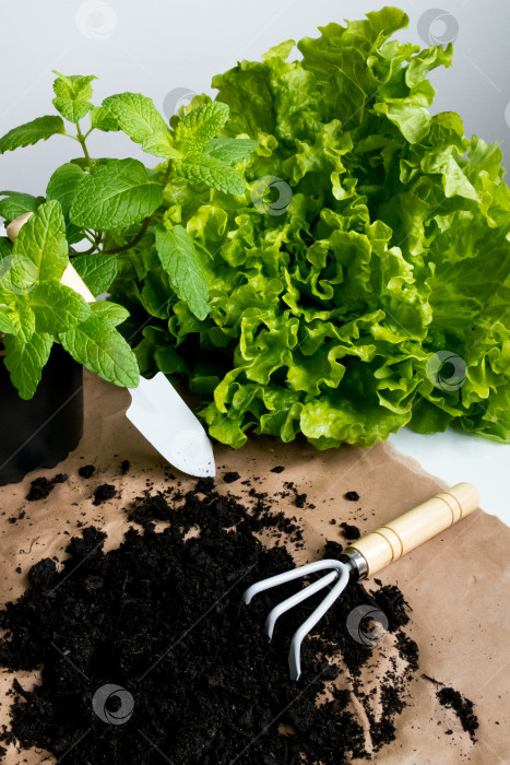 Скачать Свежий зеленый салат-латук и мята с садовыми инструментами на оберточной бумаге фотосток Ozero