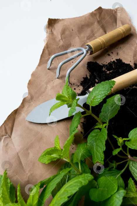 Скачать Садовые инструменты и свежая мята на оберточной бумаге фотосток Ozero