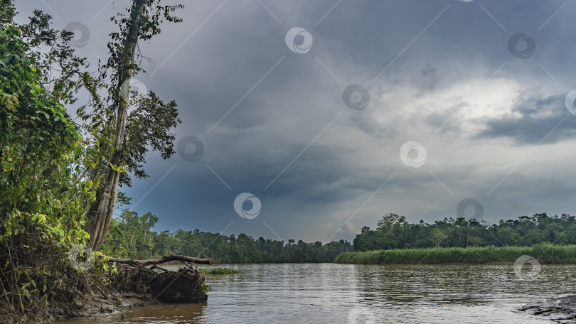 Скачать Спокойная река в тропическом лесу. фотосток Ozero
