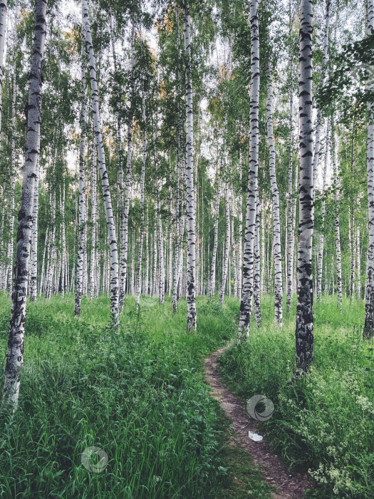 Скачать тропинка в березовом лесу фотосток Ozero