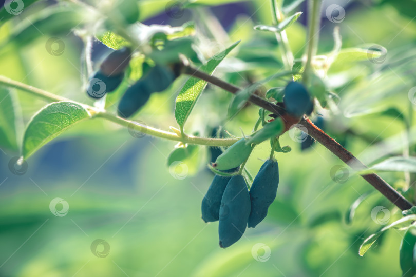 Скачать Спелые сладкие ягоды голубой жимолости, Lonicera caerulea или Haskap на кустах в весеннем саду фотосток Ozero