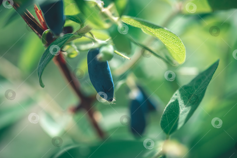 Скачать Спелые сладкие ягоды голубой жимолости, Lonicera caerulea или Haskap на кустах в весеннем саду фотосток Ozero