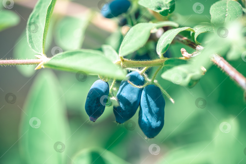 Скачать Спелые сладкие ягоды голубой жимолости, Lonicera caerulea или Haskap на кустах в весеннем саду фотосток Ozero