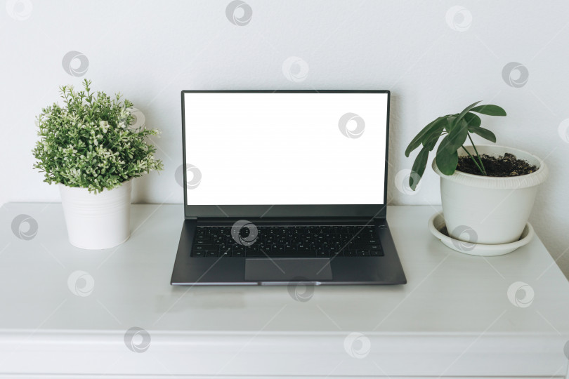 Скачать Открытый ноутбук с белым экраном на столе с зелеными комнатными растениями, макет фотосток Ozero