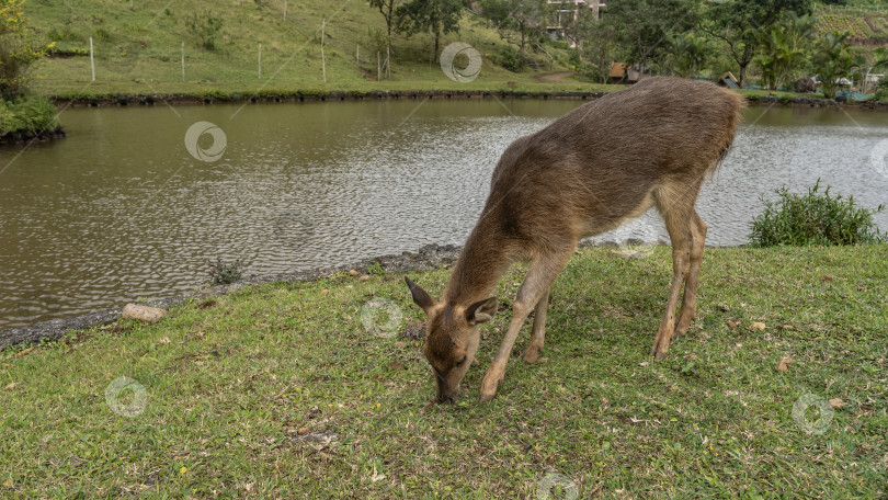 Скачать Русский олень Cervus timorensis пасется на зеленом лугу у пруда фотосток Ozero