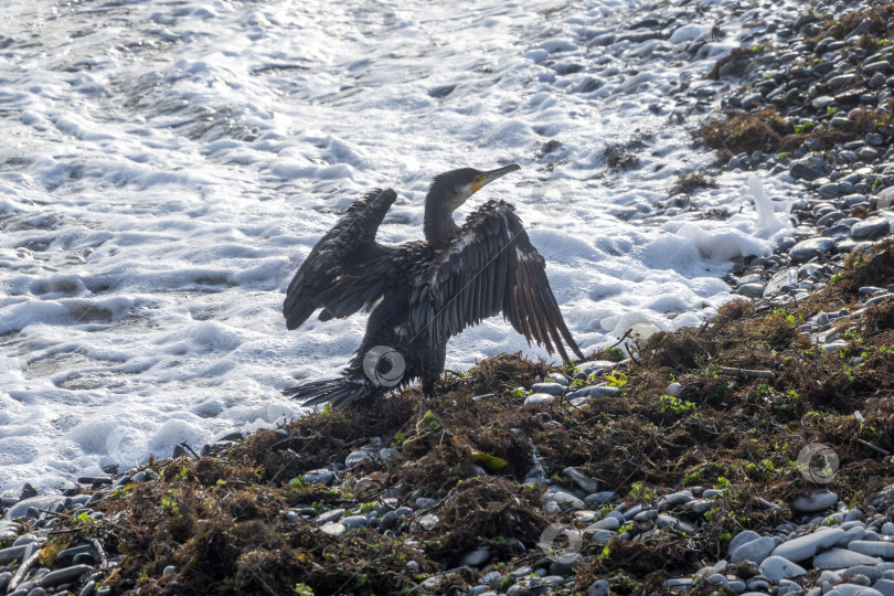 Скачать Большой баклан Phalacrocorax carbo сидит на камне и сушит крылья на ветру фотосток Ozero