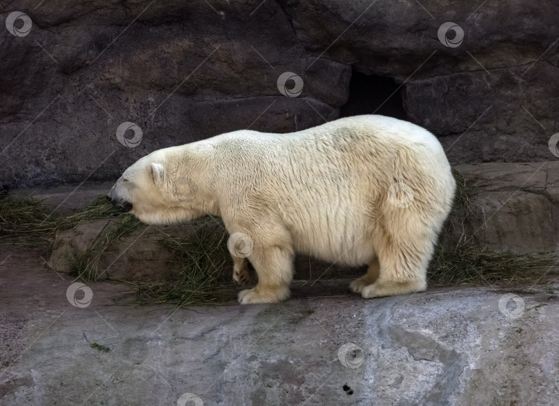 Скачать Белый медведь Ursus Maritimus в солнечный день фотосток Ozero