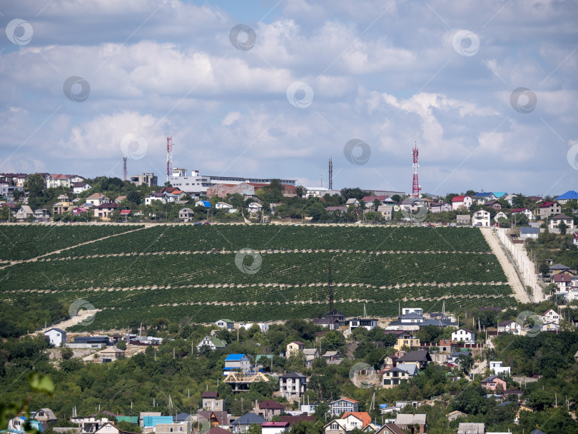 Скачать Ряды виноградников ранней весной на Кубани фотосток Ozero