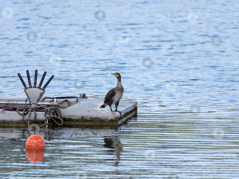 Скачать Большой баклан, Phalacrocorax carbo, сидит на камне и сушит крылья на ветру фотосток Ozero