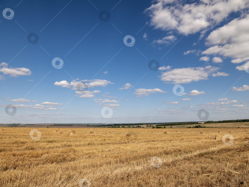 Скачать Поля пшеницы в конце лета полностью созрели фотосток Ozero