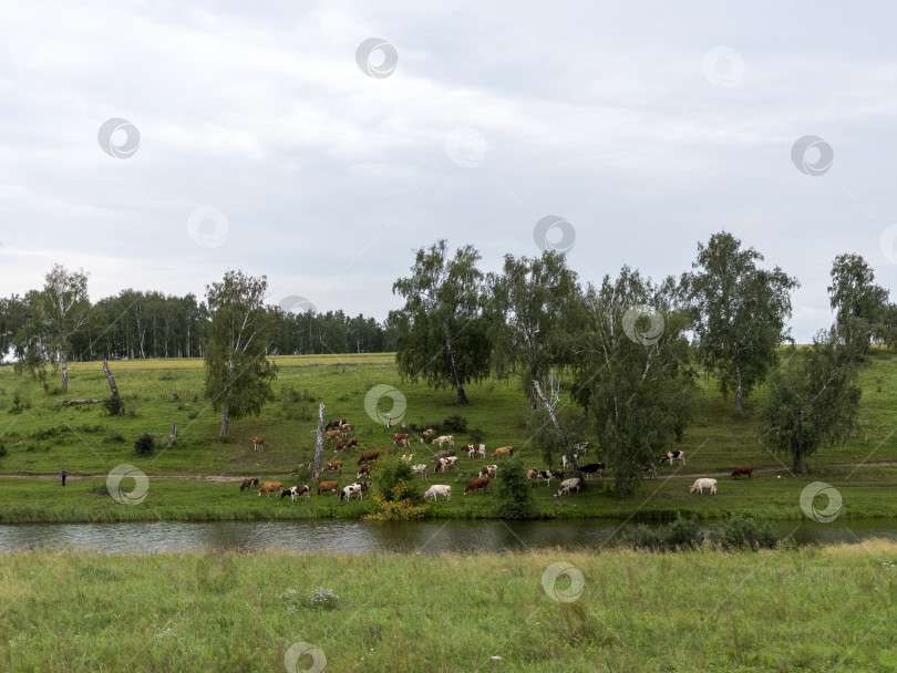 Скачать Пейзаж со стадом коров на берегу озера фотосток Ozero