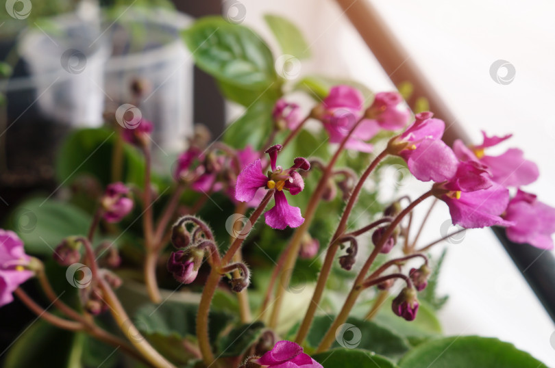 Скачать Цветы малиновой фиалки с лепестками-ушками с названием сорта Оса фотосток Ozero