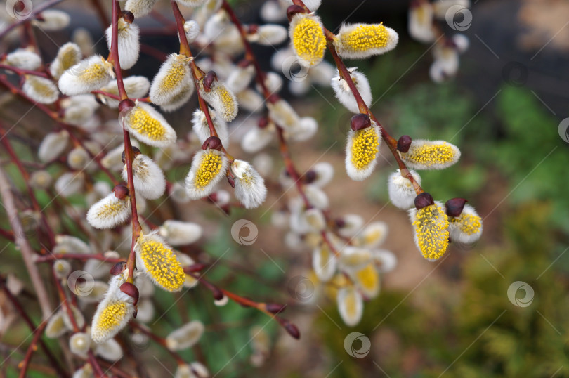 Скачать Цветение вербы. Желтыецветы козьей ивы (Salix caprea) фотосток Ozero