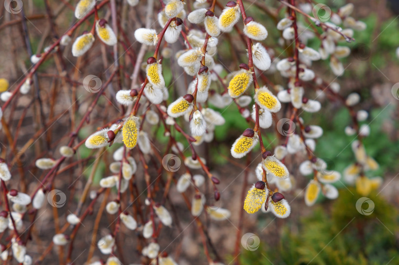 Скачать Верба. Приветствие родных и близких (Salix caprea) фотосток Ozero