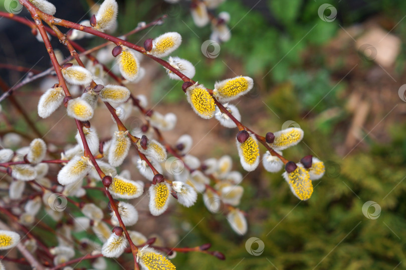 Скачать Цветение козьей ивы (Salix caprea) фотосток Ozero