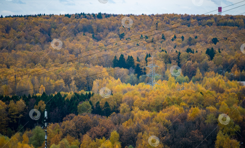 Скачать Осенний лес фотосток Ozero