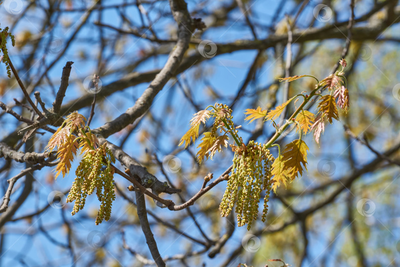 Скачать Красный дуб (лат. Quercus rubra) цветет, распуская соцветия. фотосток Ozero