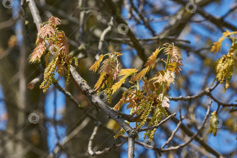 Скачать Красный дуб (лат. Quercus rubra) цветет, распуская соцветия. фотосток Ozero