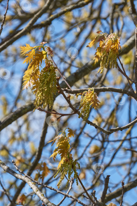 Скачать Красный дуб (лат. Quercus rubra) цветет, распуская соцветия. фотосток Ozero