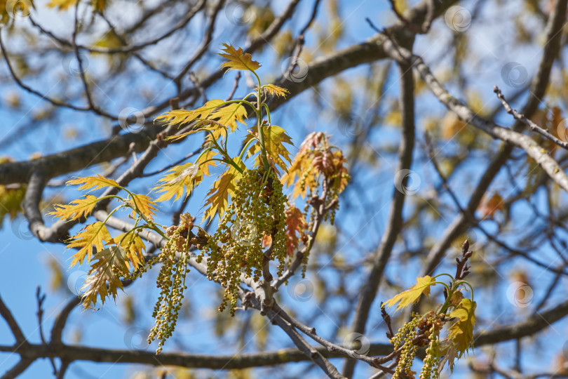 Скачать Красный дуб (лат. Quercus rubra) цветет, распуская соцветия. фотосток Ozero