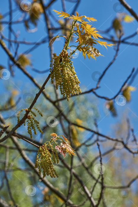 Скачать Красный дуб (лат. Quercus rubra) цветет, распуская соцветия. фотосток Ozero