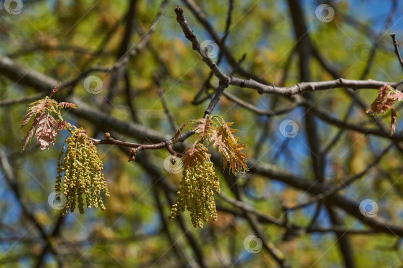 Скачать Красный дуб (лат. Quercus rubra) цветет, распуская соцветия. фотосток Ozero