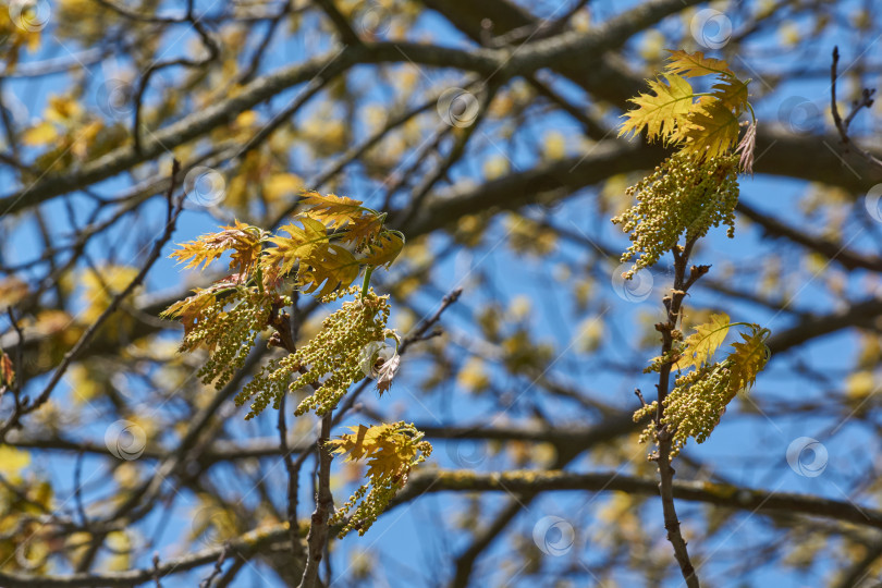 Скачать Красный дуб (лат. Quercus rubra) цветет, распуская соцветия. фотосток Ozero