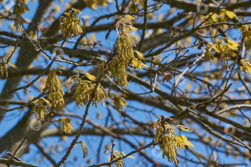 Скачать Красный дуб (лат. Quercus rubra) цветет, распуская соцветия. фотосток Ozero