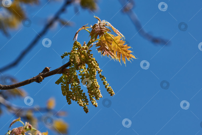 Скачать Красный дуб (лат. Quercus rubra) цветет, распуская соцветия. фотосток Ozero
