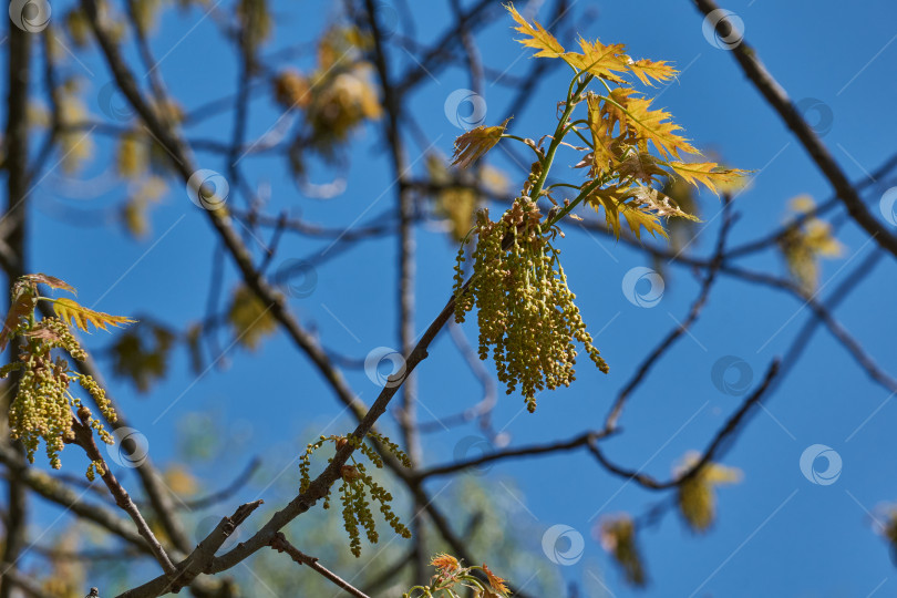 Скачать Красный дуб (лат. Quercus rubra) цветет, распуская соцветия. фотосток Ozero