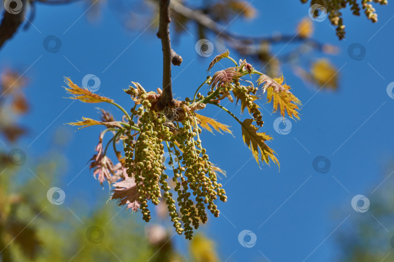Скачать Красный дуб (лат. Quercus rubra) цветет, распуская соцветия. фотосток Ozero