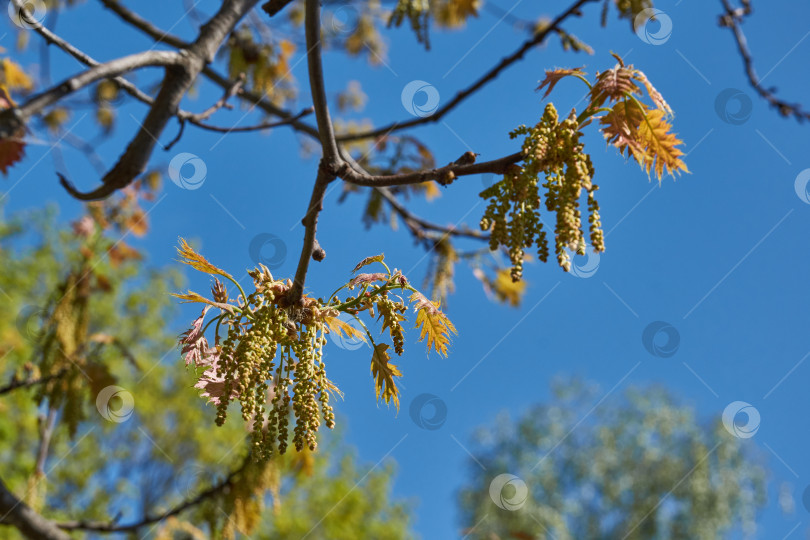 Скачать Красный дуб (лат. Quercus rubra) цветет, распуская соцветия. фотосток Ozero
