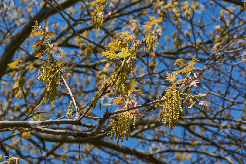 Скачать Красный дуб (лат. Quercus rubra) цветет, распуская соцветия. фотосток Ozero